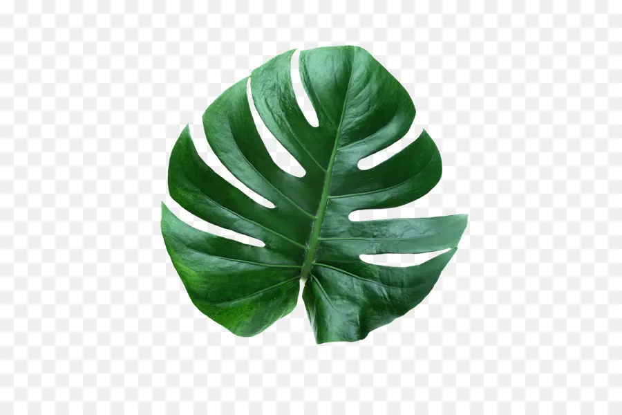 Hoja，Planta De Queso Suizo PNG