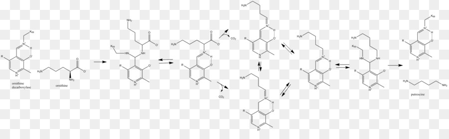 Reacción Química，Molécula PNG