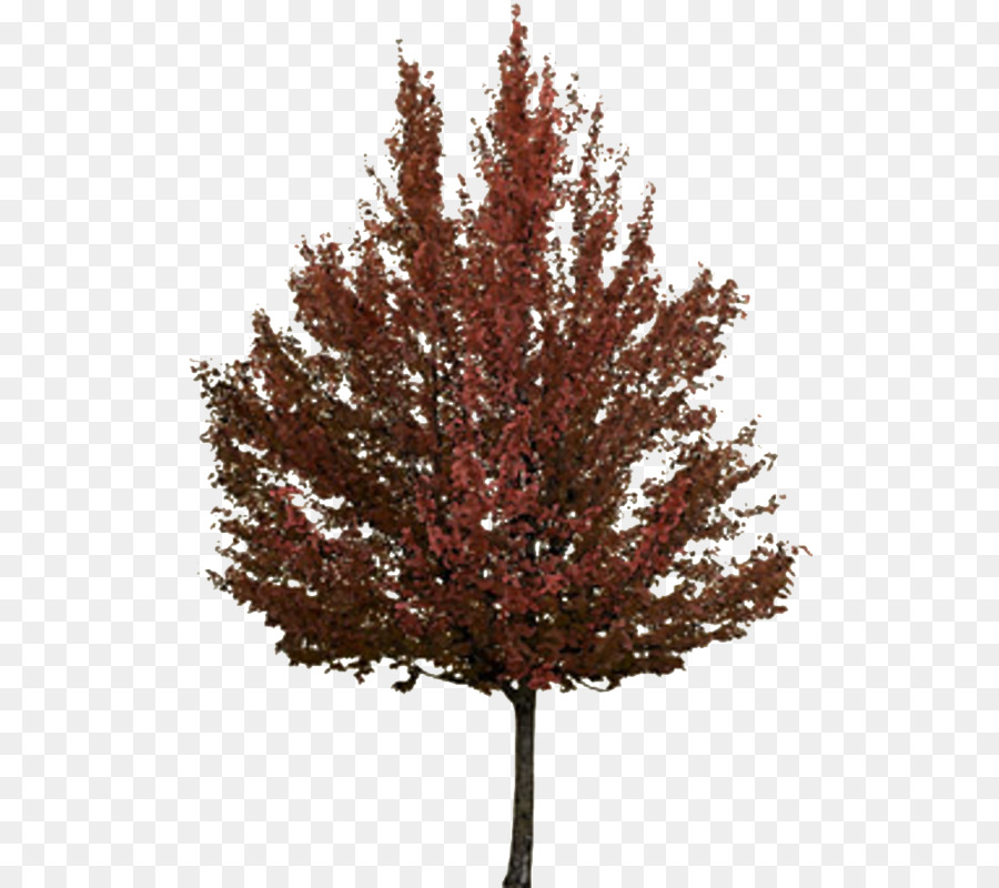 Ramita，árbol PNG