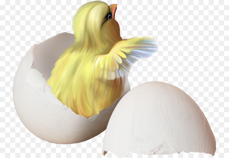 Pollo，Polluelo PNG