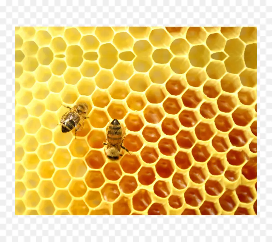 Panal，Abejas PNG