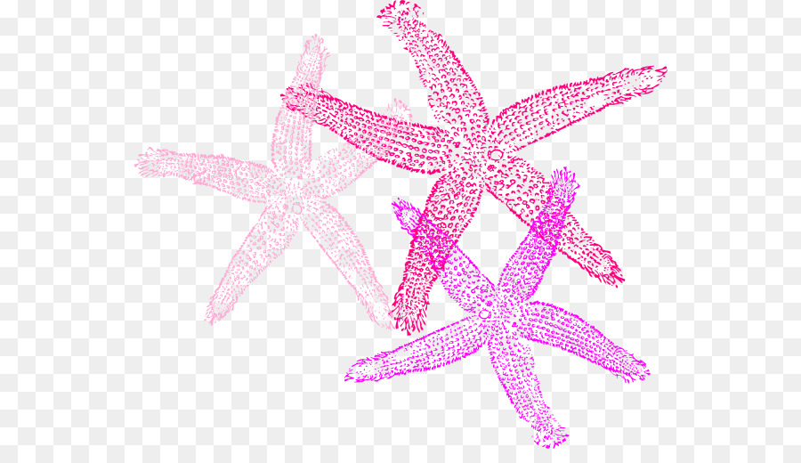 Estrella De Mar，Invertebrados PNG