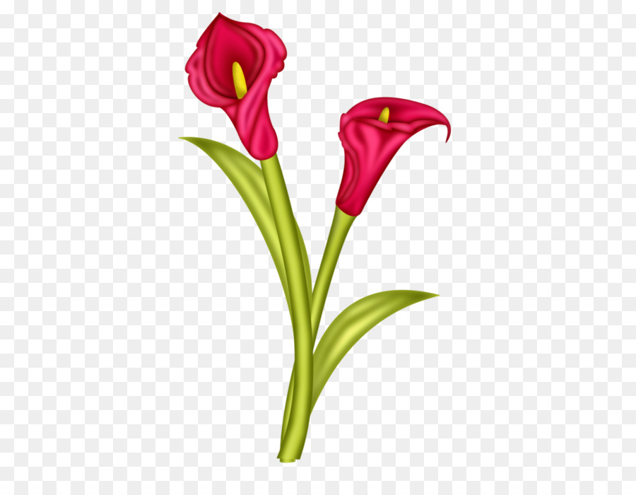 Arumlily，Flor PNG