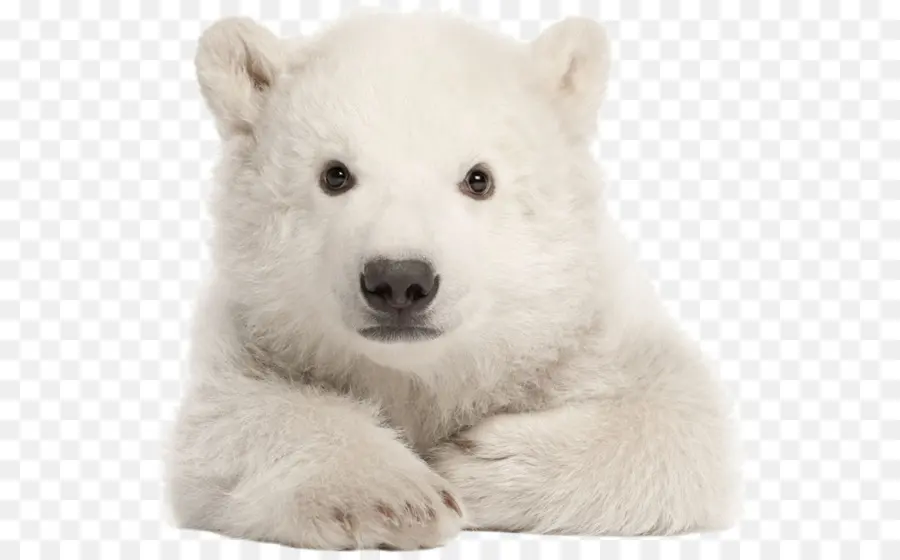 Oso Polar，Mis Primeros Animales De Bebé PNG