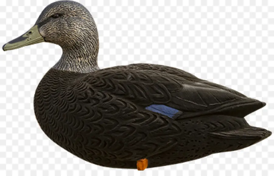 El ánade Real，Pato PNG