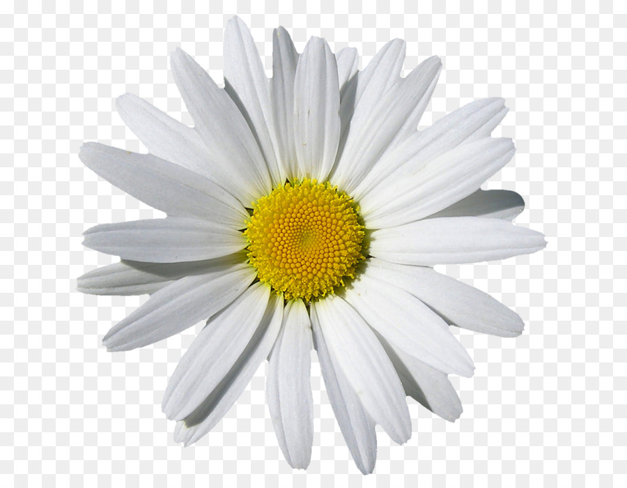 Flores Blancas，Naturaleza PNG