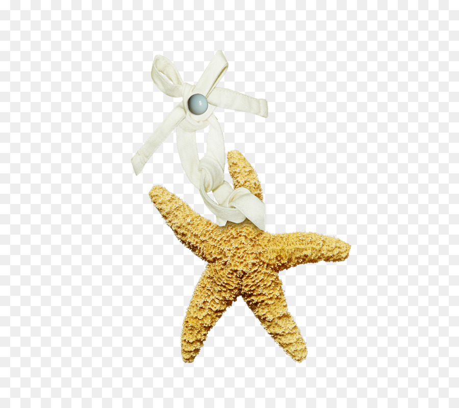 Estrella De Mar，Mar PNG