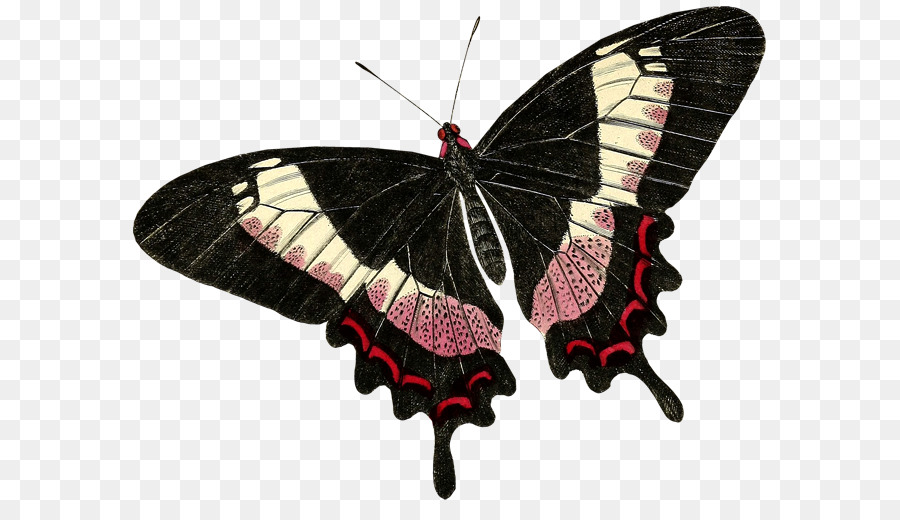 Mariposa，Nymphalidae PNG