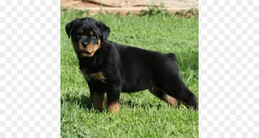 Rottweiler，Cachorro PNG