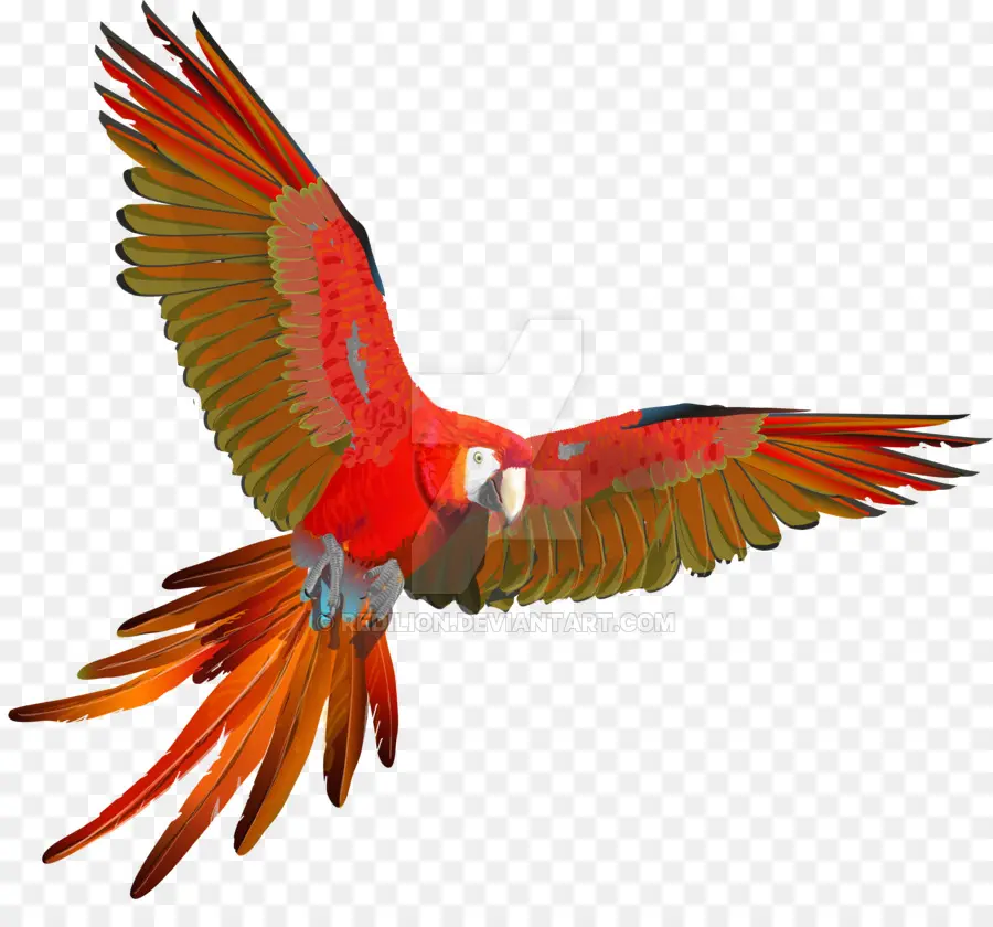 Guacamayo，La Guacamaya Roja PNG