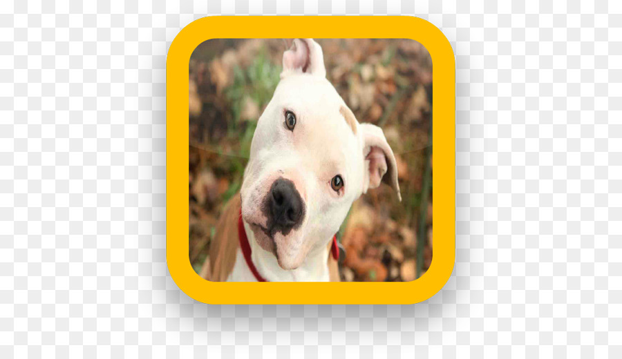 Bull Terrier，American Pit Bull Terrier PNG