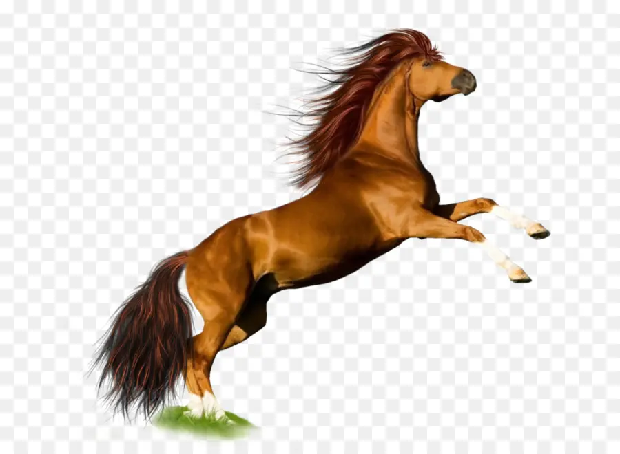 Caballo，Mare PNG