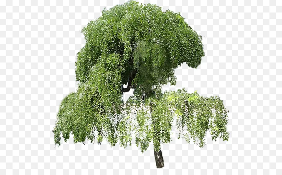 árbol Verde，Naturaleza PNG