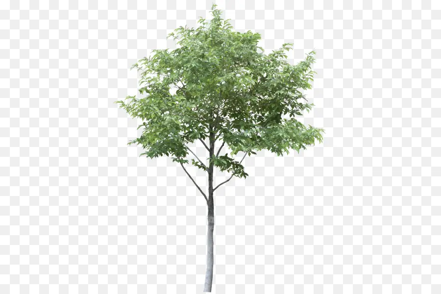 árbol，Dibujo PNG