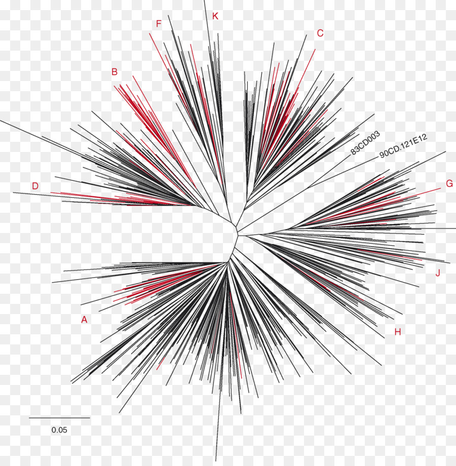 El Sida，árbol Filogenético PNG