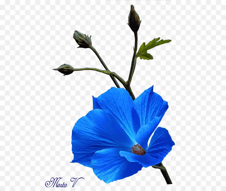 Flor Azul，Florecer PNG