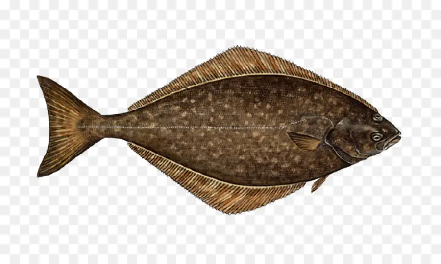 Halibut，Fletán PNG