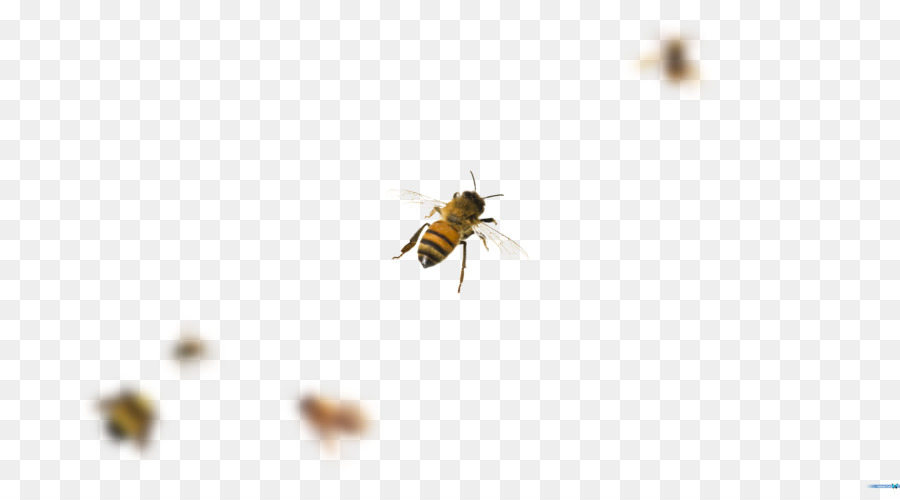 Abeja，Miel PNG