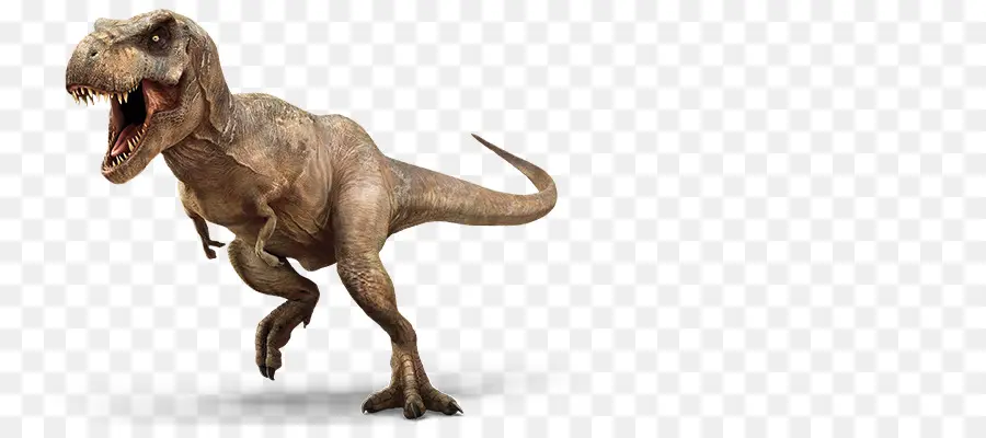 Tyrannosaurus，Velociraptor PNG