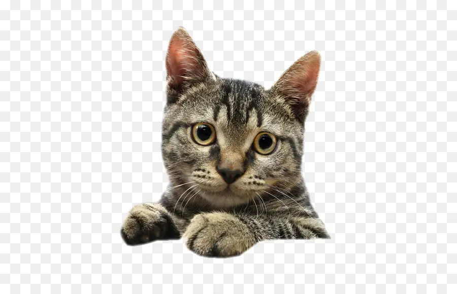 Gato Siamés，Gatito PNG