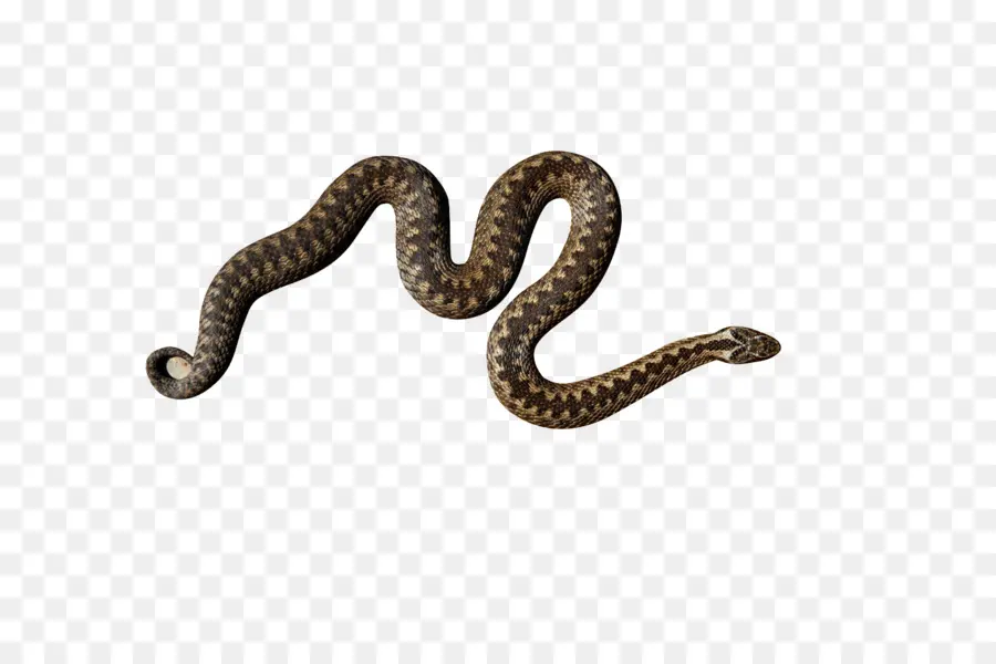 La Serpiente，Común Europeo De Víbora PNG