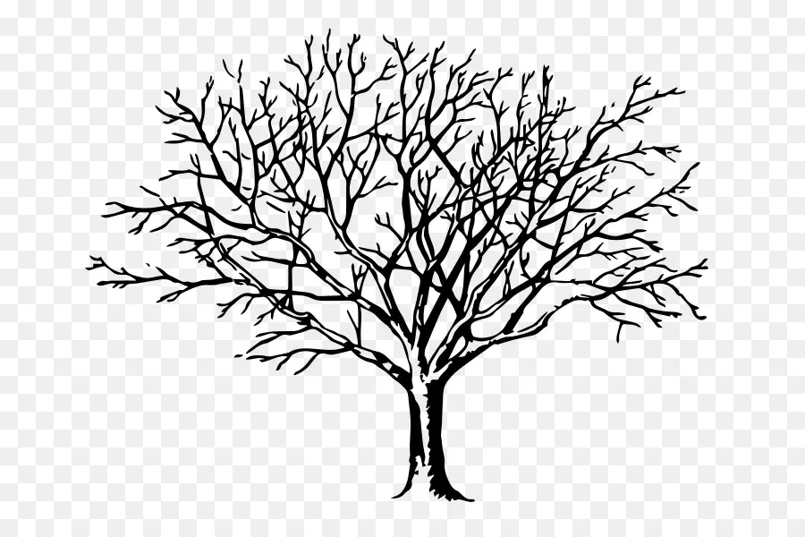 Dibujo，árbol PNG