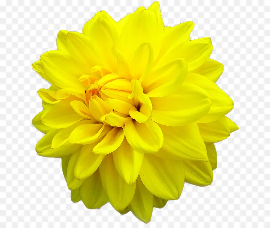 Dalia，Flor PNG