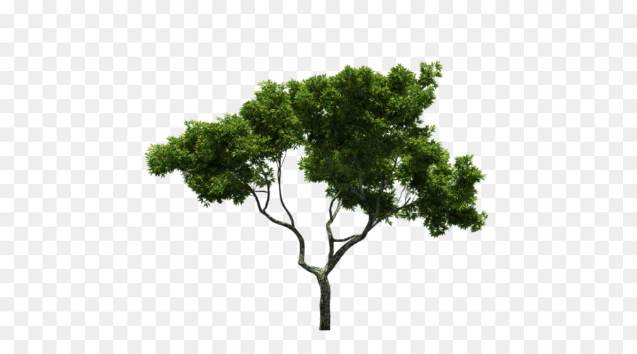 árbol，Paisaje PNG