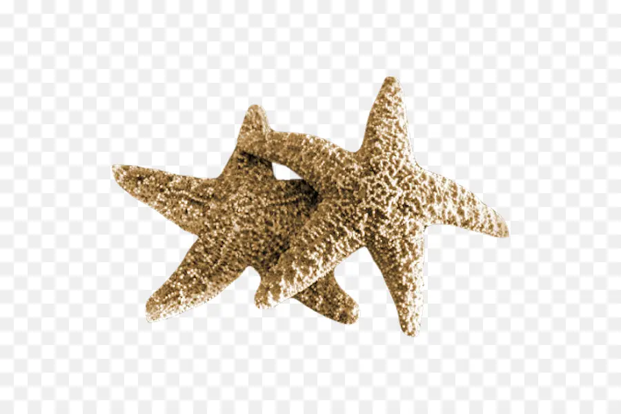 Estrella De Mar，Mar PNG