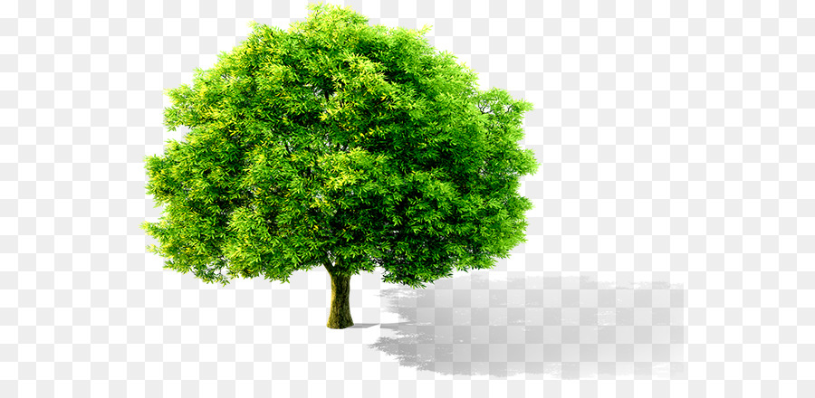 árbol Verde，Naturaleza PNG