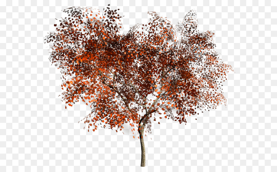 árbol，Imagen Digital PNG