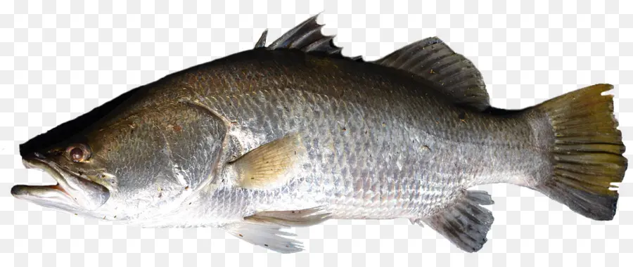 Los Peces，La Tilapia PNG