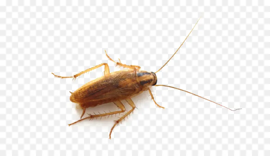 Cucaracha，Parásito PNG