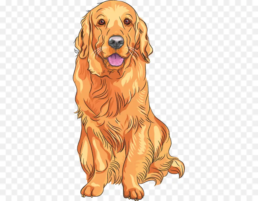 Golden Retriever，Labrador Retriever PNG