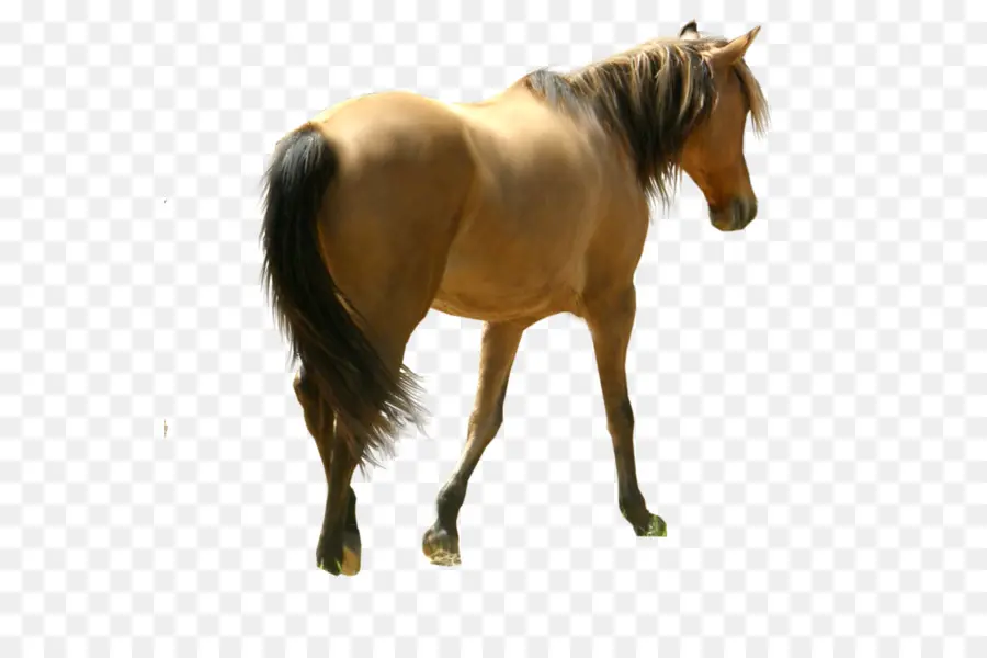 Caballo，Fondo De Escritorio PNG