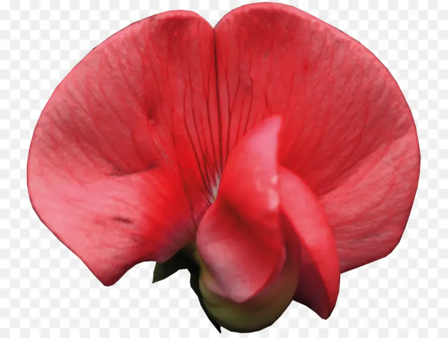 La Polilla De Las Orquídeas，Las Orquídeas PNG