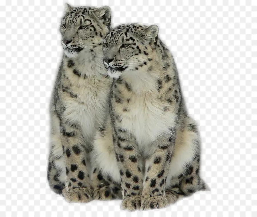 Leopardos De Las Nieves，Grandes Felinos PNG