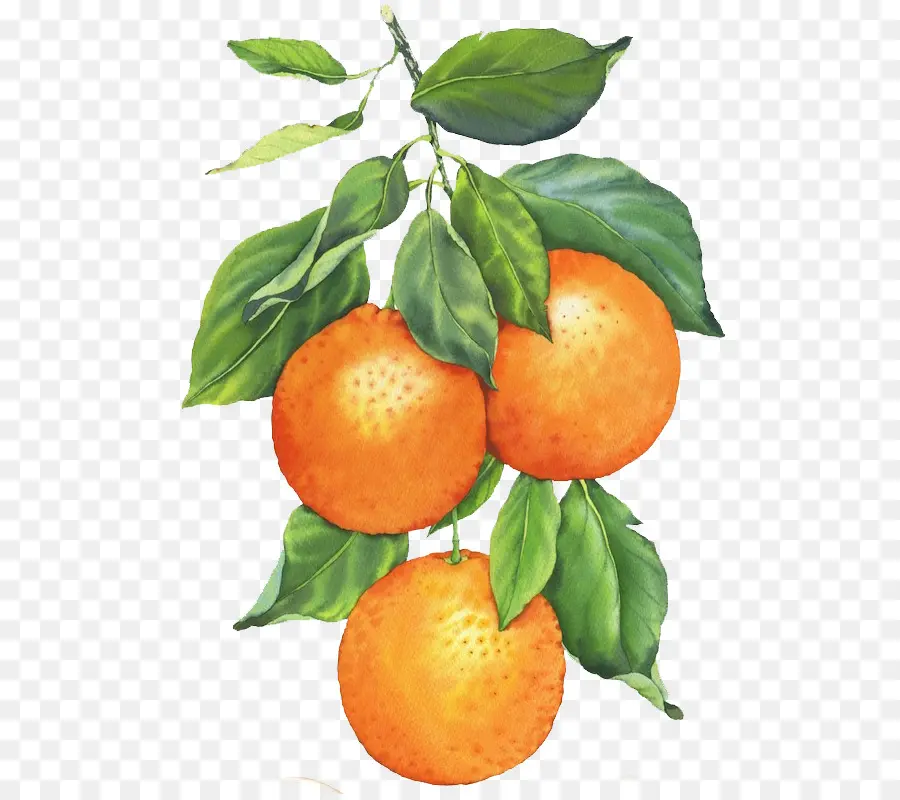 Clementine，Pintura A La Acuarela PNG