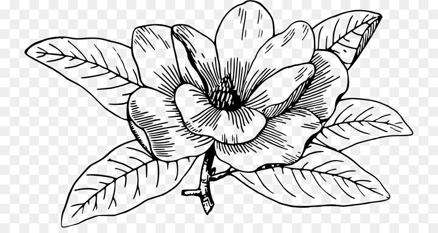 Magnolia Del Sur，Libro De Colorear PNG