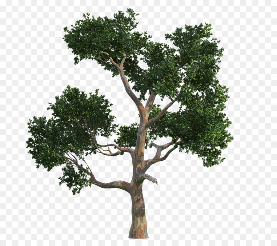 Árbol，Sucursales PNG