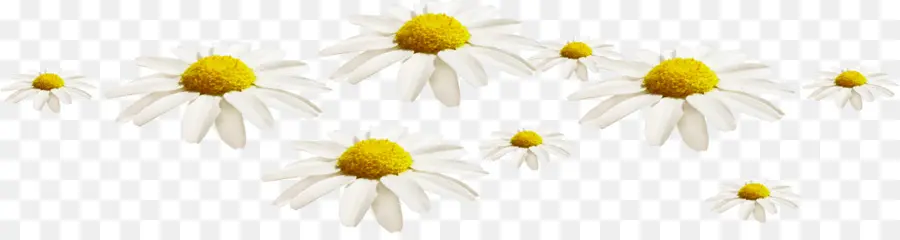 Común Daisy，Margarita PNG