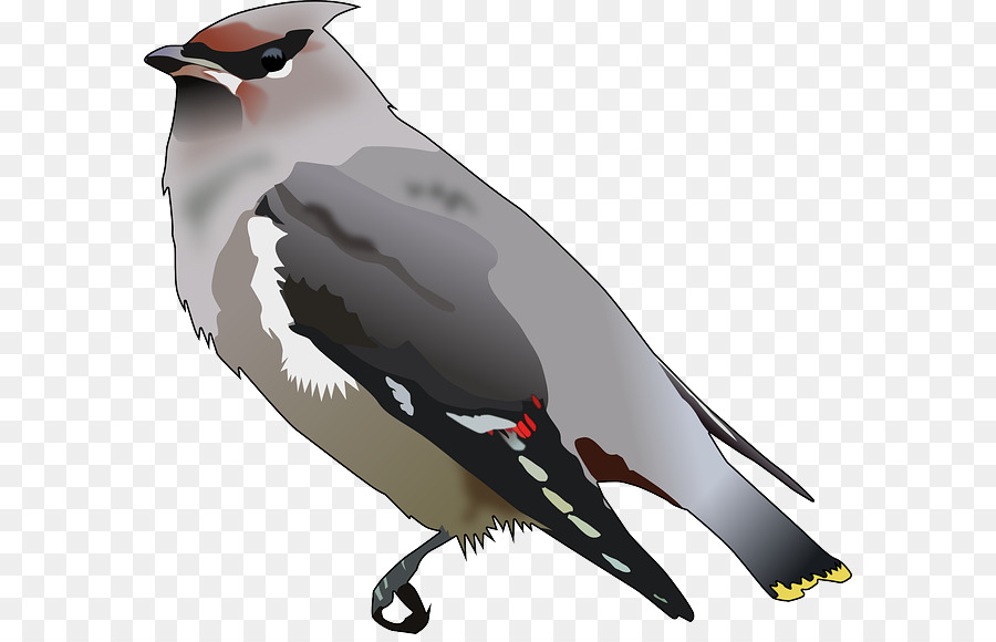 Pájaro，Bohemio Waxwing PNG