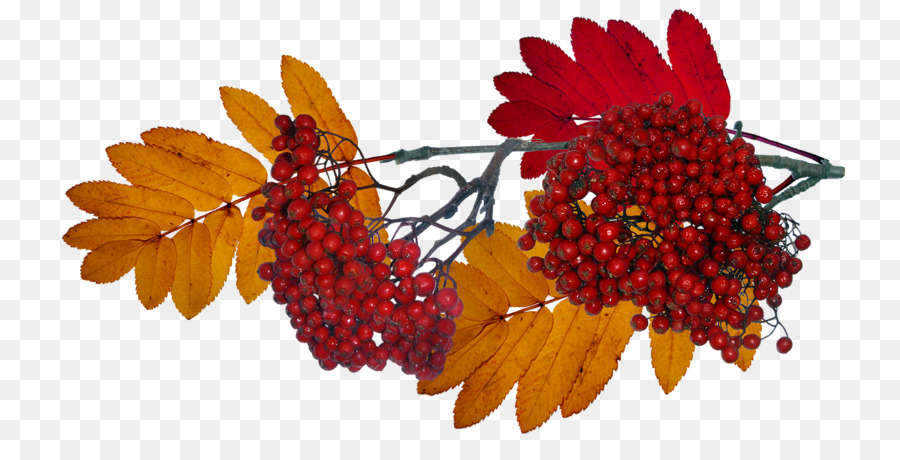 Bayas De Otoño，Hojas PNG