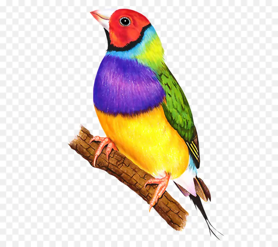 Pájaro Colorido，Plumas PNG