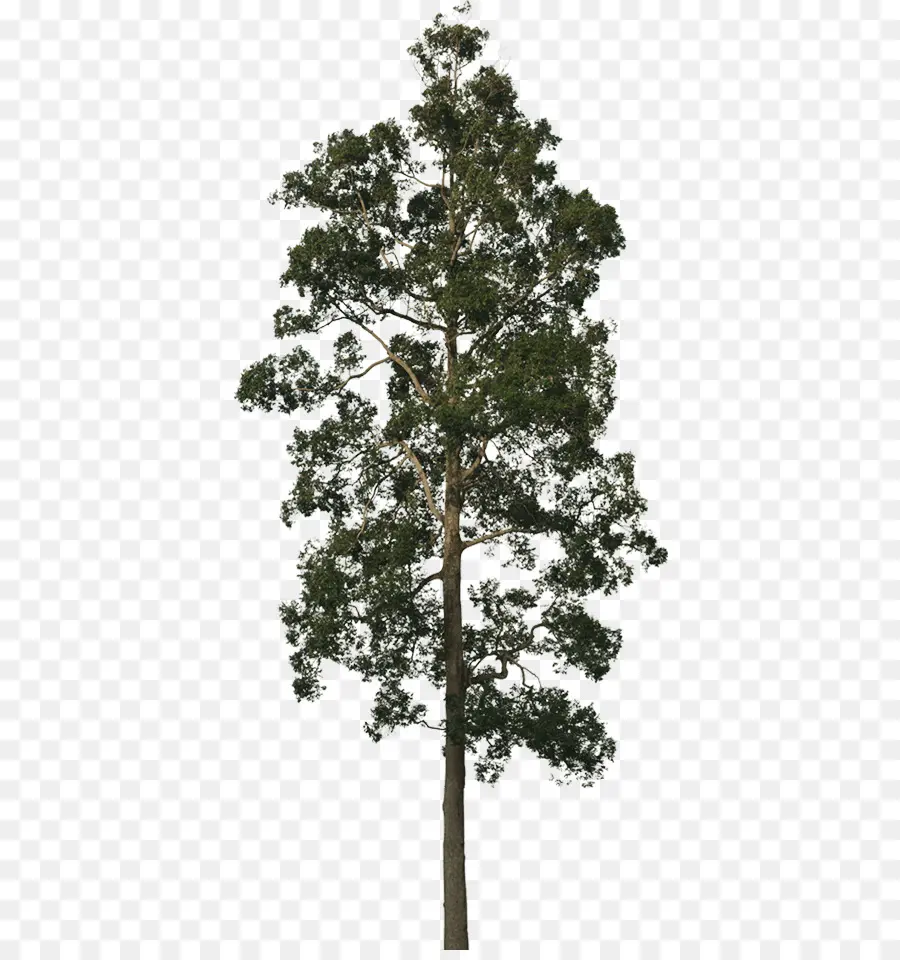 árbol Verde，Hojas PNG