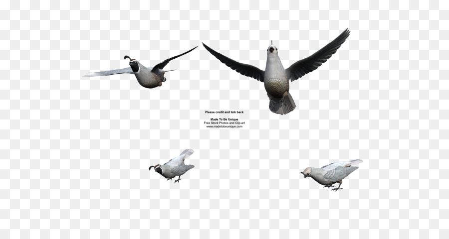 Aves，Vuelo PNG