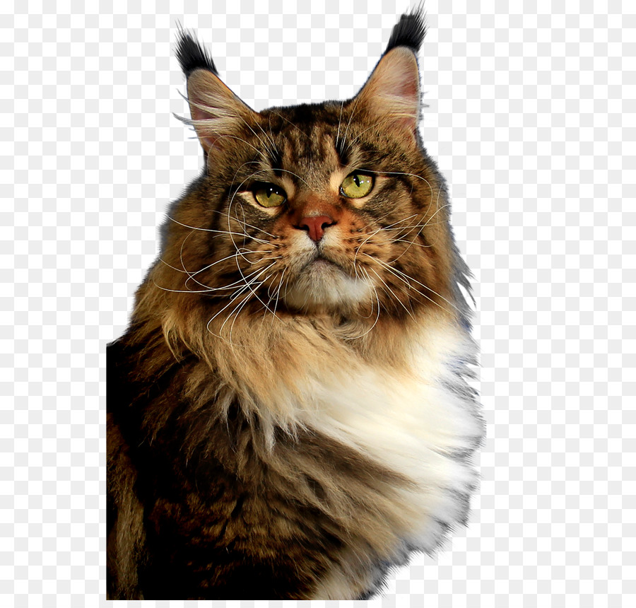 Maine Coon，Bigotes PNG