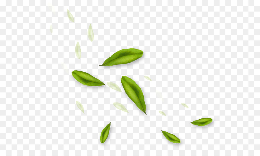 Hojas Verdes，Planta PNG