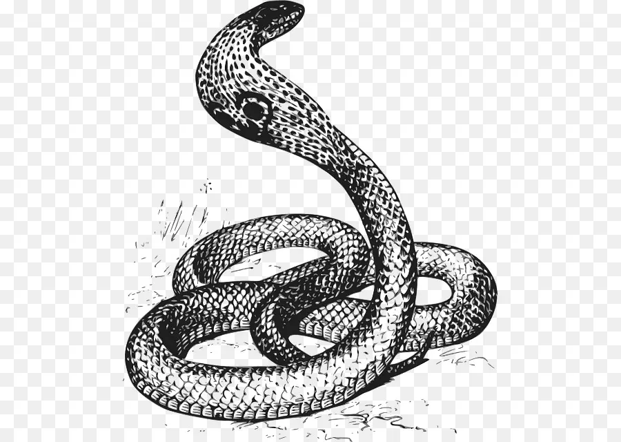 La Serpiente，Dibujo PNG