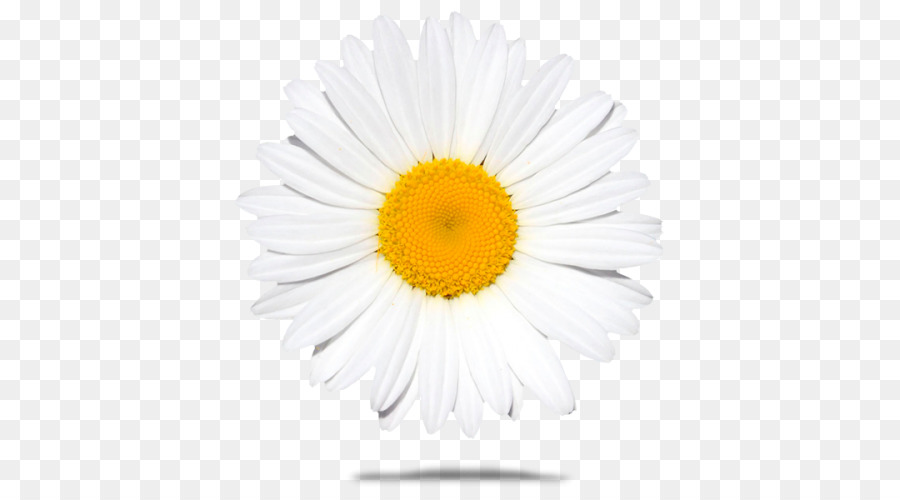 Común Daisy，Una Fotografía De Stock PNG